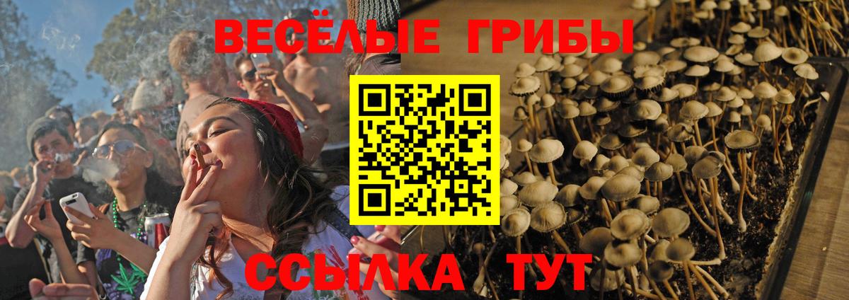 Тимашёвск  Галлюциногенные грибы Cubensis  Вход с VPN 
